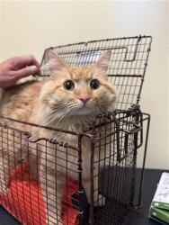 Shelter Stray Male Cat last seen 9TH ST & KAYAK ALY, 2127 Front St, Sacramento, CA 95818, USA