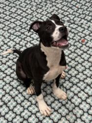 Shelter Stray Female Dog last seen Near BLOCK DALRYMPLE ST, DETROIT MI 48204, 1431 E Ferry St, Detroit, MI 48211, USA