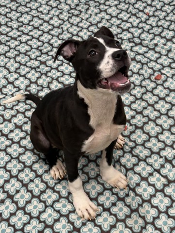 Shelter Stray Female Dog last seen Near BLOCK DALRYMPLE ST, DETROIT MI 48204, 1431 E Ferry St, Detroit, MI 48211, USA