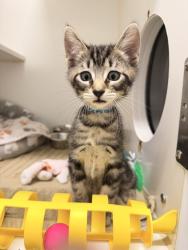 Shelter Stray Male Cat last seen , 16 Barnes Ct, Hayward, CA 94544, USA