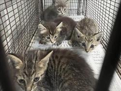 Shelter Stray Unknown Cat last seen , 957 N Gaffey St, San Pedro, CA 90731, USA