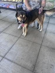 Found/Stray Male Dog last seen Peachtree Senior Living, Trussville, AL 35173
