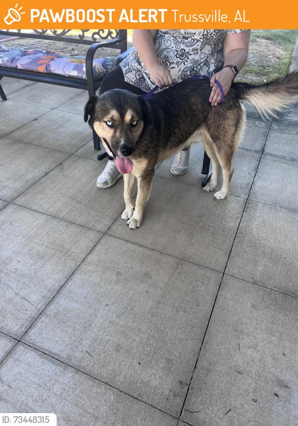 Found/Stray Male Dog last seen Peachtree Senior Living, Trussville, AL 35173