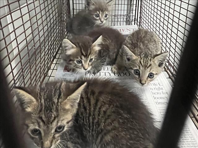 Shelter Stray Unknown Cat last seen , 957 N Gaffey St, San Pedro, CA 90731, USA