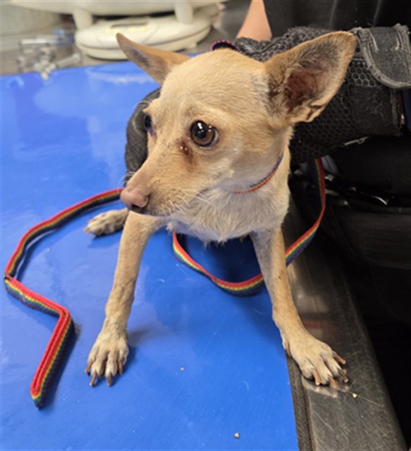 Shelter Stray Female Dog last seen N 54TH LN AND W CAMBRIDGE AVE, 2500 S 27th Ave, Phoenix, AZ 85009, USA