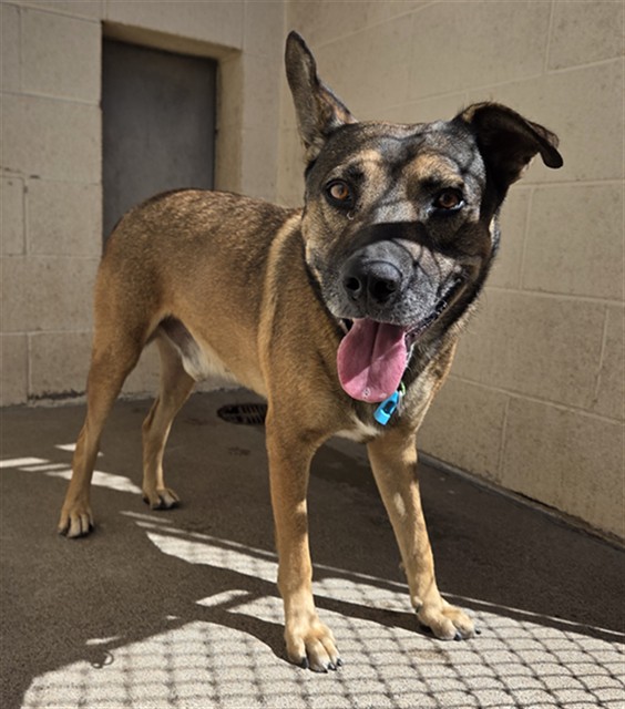 Shelter Stray Male Dog last seen 19TH AVE AND GLENDALE, 2500 S 27th Ave, Phoenix, AZ 85009, USA