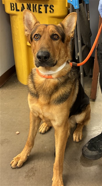 Shelter Stray Male Dog last seen 19TH AVE AND GLENDALE, 2500 S 27th Ave, Phoenix, AZ 85009, USA