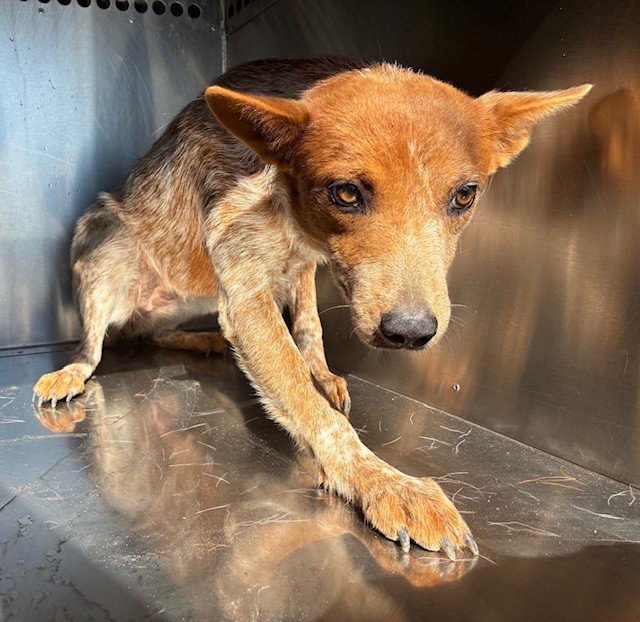 Shelter Stray Female Dog last seen LATHAM ST AND PERRYVILLE RD, 2500 S 27th Ave, Phoenix, AZ 85009, USA
