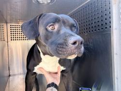 Shelter Stray Male Dog last seen N LITCHFIELD RD AND W BETHANY HOME, 2500 S 27th Ave, Phoenix, AZ 85009, USA
