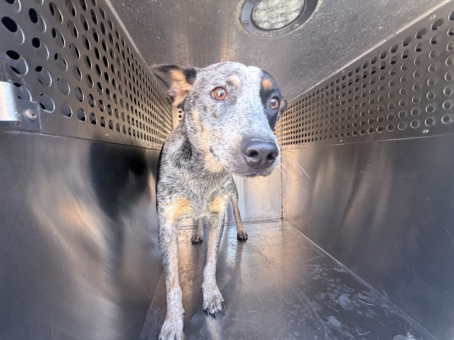 Shelter Stray Female Dog last seen N LITCHFIELD RD AND W BETHANY HOME, 2500 S 27th Ave, Phoenix, AZ 85009, USA