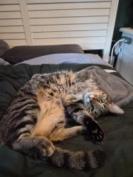 Reunited Male Cat last seen Walnut avenue, Winter Park, FL 32789