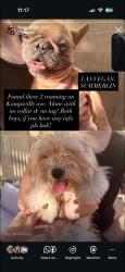 Found/Stray Unknown Dog last seen Kampsvil Ave, Spring Valley, NV 89148