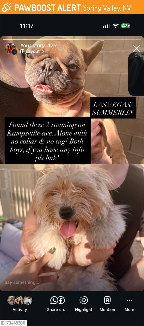 Found/Stray Unknown Dog last seen Kampsvil Ave, Spring Valley, NV 89148
