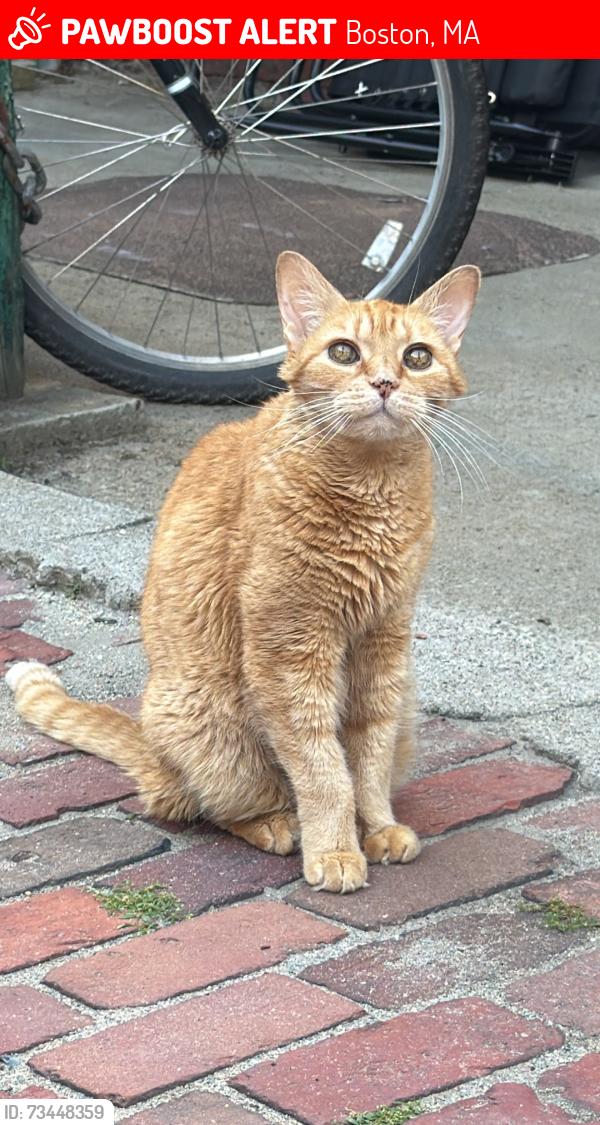 Lost Male Cat last seen Near Vinton street south boston, Boston, MA 02127