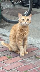 Lost Male Cat last seen Near Vinton street south boston, Boston, MA 02127