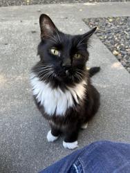 Found/Stray Unknown Cat last seen Mallon and Crestline, Spokane, WA 99202