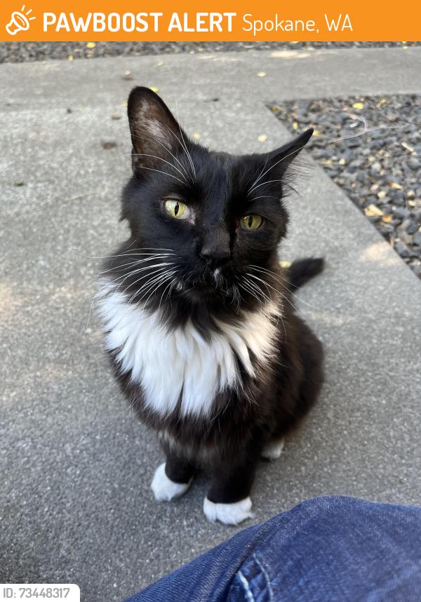 Found/Stray Unknown Cat last seen Mallon and Crestline, Spokane, WA 99202