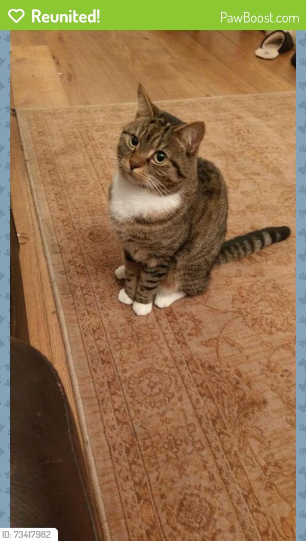 Reunited Female Cat last seen Bracken Avenue / Nightingale lane, Greater London, England 