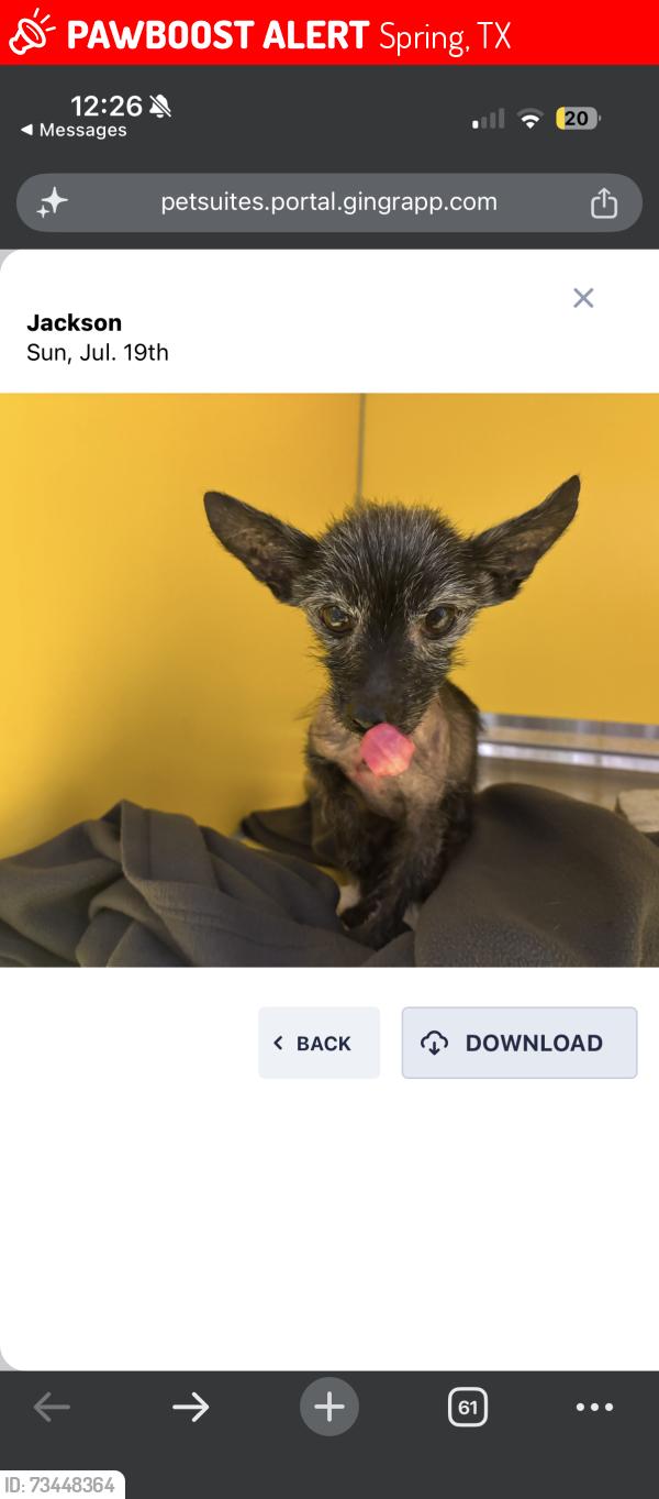 Lost Male Dog last seen Bellchase, Spring, TX 77373
