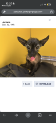 Lost Male Dog last seen Bellchase, Spring, TX 77373