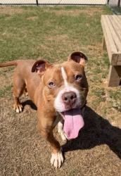 Shelter Stray Male Dog last seen Near Brownlee Rd, Atlanta, GA, 1251 Fulton Industrial Blvd NW, Atlanta, GA 30336, USA