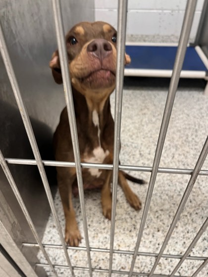 Shelter Stray Female Dog last seen Near Melvin Drive SW, Atlanta, GA, 1251 Fulton Industrial Blvd NW, Atlanta, GA 30336, USA