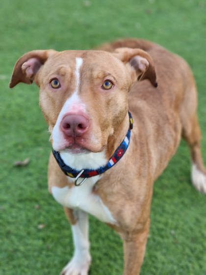 Shelter Stray Female Dog last seen Near Keswick, 21210, MD, 2490 Giles Rd, Baltimore, MD 21225, USA