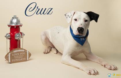 Shelter Stray Male Dog last seen Twin Beech RD and County Rd 13, Fairhope, AL 36532, Fairhope Animal Control Jurisdiction, AL, 555 S Section St, Fairhope, AL 36532, USA