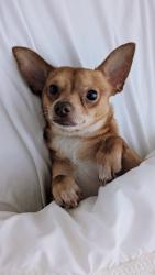 Reunited Male Dog last seen Prairie hollow, Imperial, MO 63052