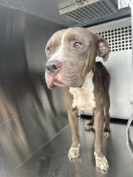Shelter Stray Male Dog last seen Near MACAW DR, East District, TX, 355 Hillshire Dr, Haslet, TX 76052, USA