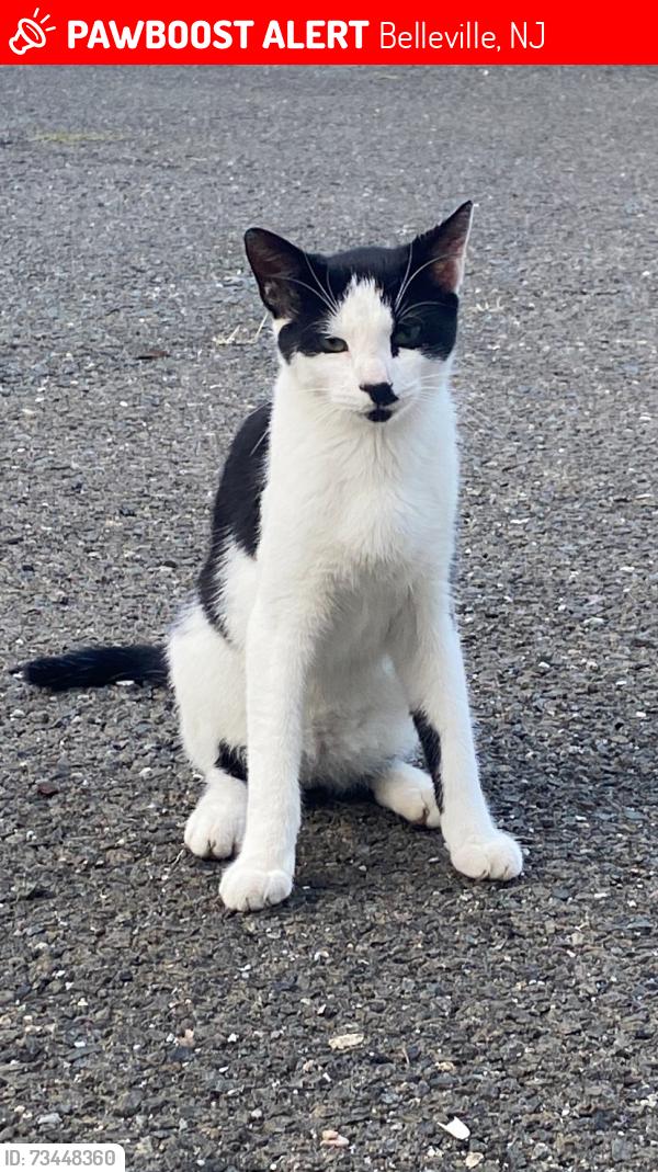 Lost Male Cat last seen Street at the back of Clara Maass and Silverlake Station, Belleville, NJ 07003