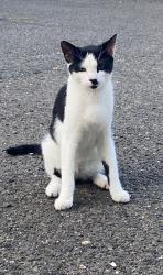 Lost Male Cat last seen Street at the back of Clara Maass and Silverlake Station, Belleville, NJ 07003