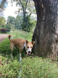Reunited Female Dog last seen Mill st and Varina rd, Richmond, VA 23231
