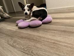 Lost Male Dog last seen Jana way, Marysville, CA 95901