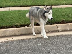 Found/Stray Unknown Dog last seen Thornbrooke Addition (between 15th & 33rd off Bryant in Edmond), Edmond, OK 73013