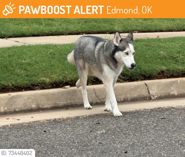 Found/Stray Unknown Dog last seen Thornbrooke Addition (between 15th & 33rd off Bryant in Edmond), Edmond, OK 73013