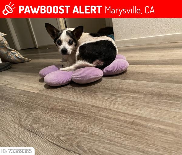 Lost Male Dog last seen Jana way, Marysville, CA 95901