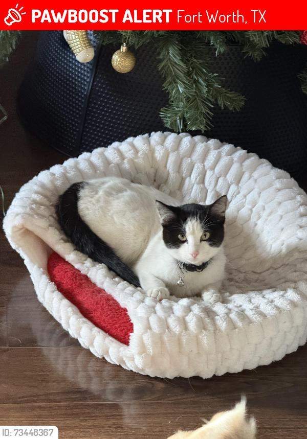 Lost Female Cat last seen Edney street, Fort Worth, TX 76115