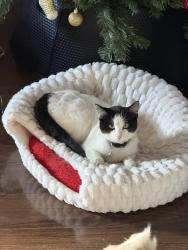 Lost Female Cat last seen Edney street, Fort Worth, TX 76115