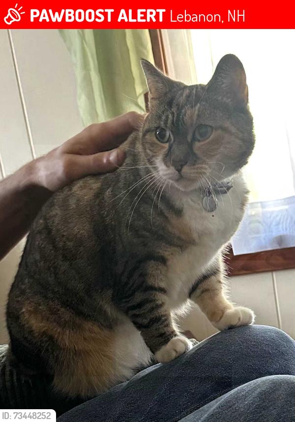 Lost Female Cat last seen Lebanon library and circle K, Lebanon, NH 03784