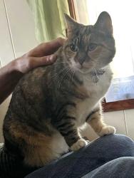 Lost Female Cat last seen Lebanon library and circle K, Lebanon, NH 03784