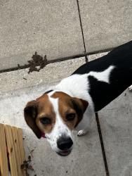 Found/Stray Female Dog last seen Huntertown, IN, Perry Township, IN 46845