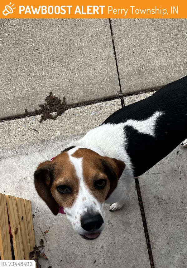 Found/Stray Female Dog last seen Huntertown, IN, Perry Township, IN 46845