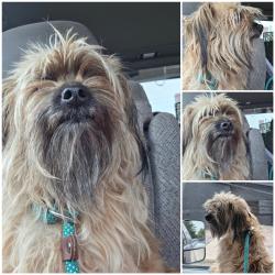 Found/Stray Unknown Dog last seen Park, Denver, CO 80219