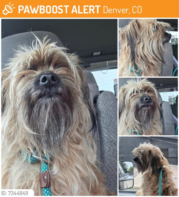 Found/Stray Unknown Dog last seen Park, Denver, CO 80219