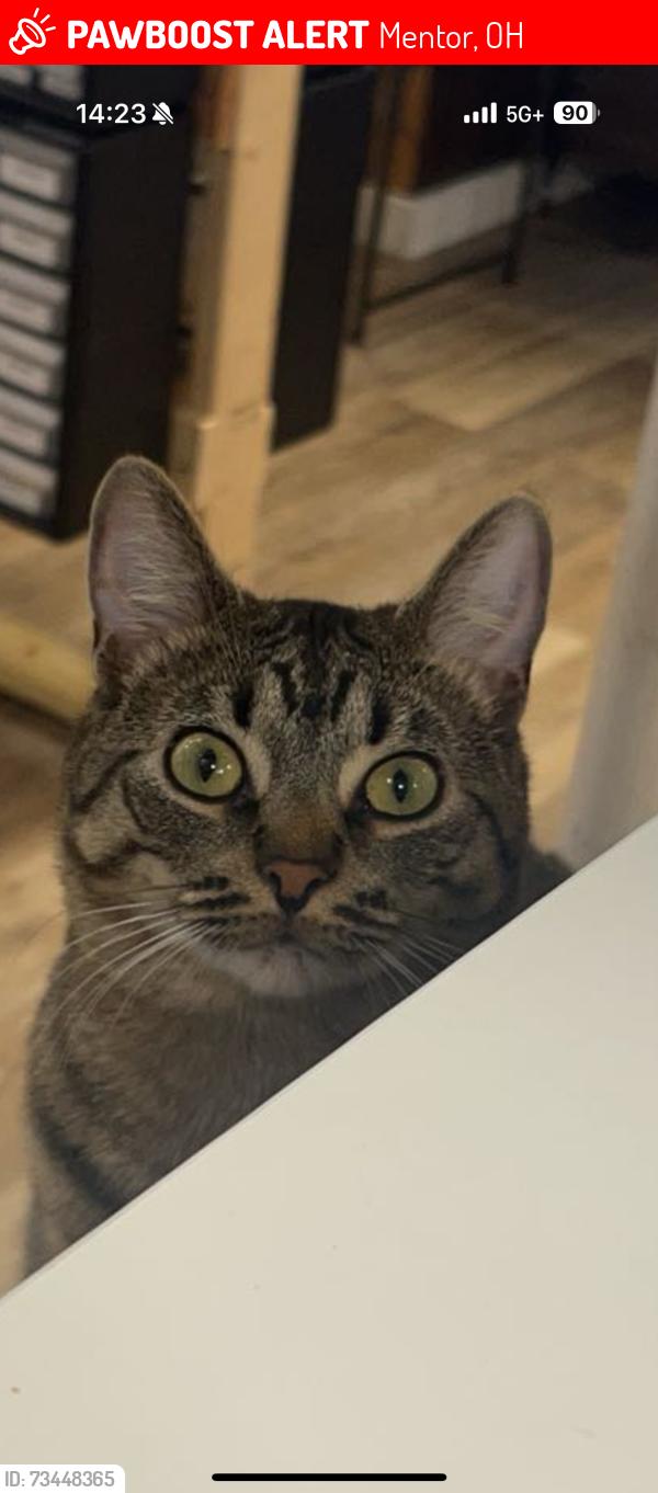 Lost Male Cat last seen Near Veteran's Park, Mentor, OH 44060