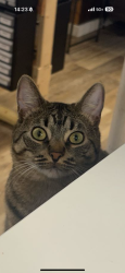 Lost Male Cat last seen Near Veteran's Park, Mentor, OH 44060