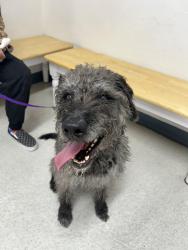 Found/Stray Female Dog last seen University And Power or University and 202, Mesa, AZ 85205