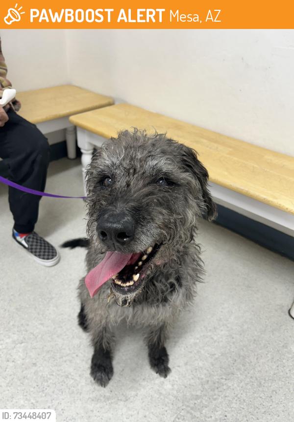 Found/Stray Female Dog last seen University And Power or University and 202, Mesa, AZ 85205