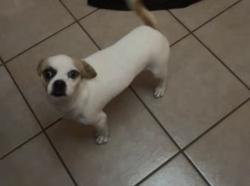Lost Male Dog last seen Cabezon!! Unser, Southern, 😩, Rio Rancho, NM 87124